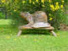 Beaver on stool Oak �300