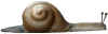 Snail macrocarpa