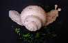 Large Snail 4 nov 00 Beech 36"